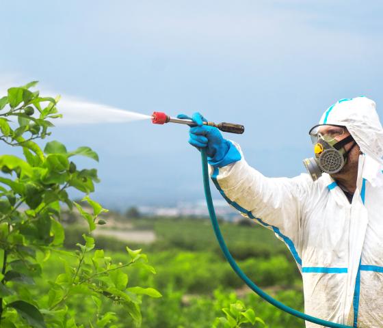 person in white protective suit spraying plants