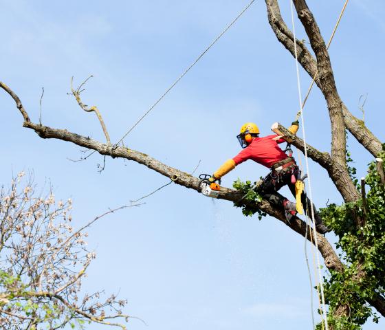 climbing arborist