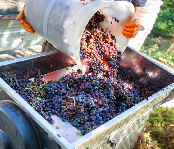 grapes being poured into crusher